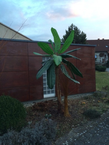 Palmen für den Ostergarten